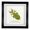 Rusty Green Leaf Insect Frame (Phyllium mamasaense) - TaxidermyArtistry Rusty Green Leaf Insect Frame (Phyllium mamasaense) - TaxidermyArtistry