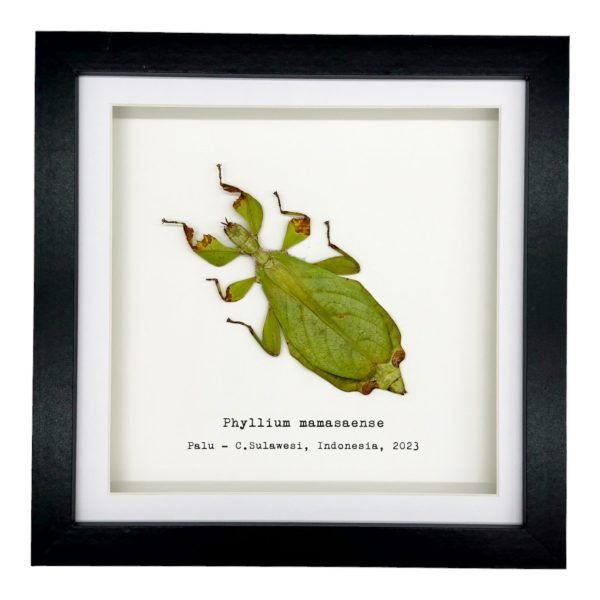 Rusty Green Leaf Insect Frame (Phyllium mamasaense) - TaxidermyArtistry Rusty Green Leaf Insect Frame (Phyllium mamasaense) - TaxidermyArtistry