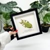 Rusty Green Leaf Insect Frame (Phyllium mamasaense) - TaxidermyArtistry Rusty Green Leaf Insect Frame (Phyllium mamasaense) - TaxidermyArtistry