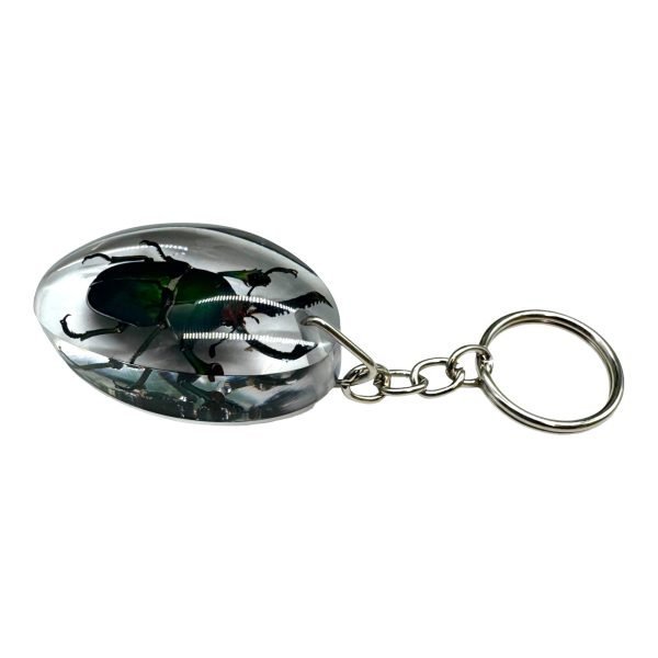 Saw Tooth Green Stag Beetle Resin Keyring (Lamprima adolphinae) - TaxidermyArtistry