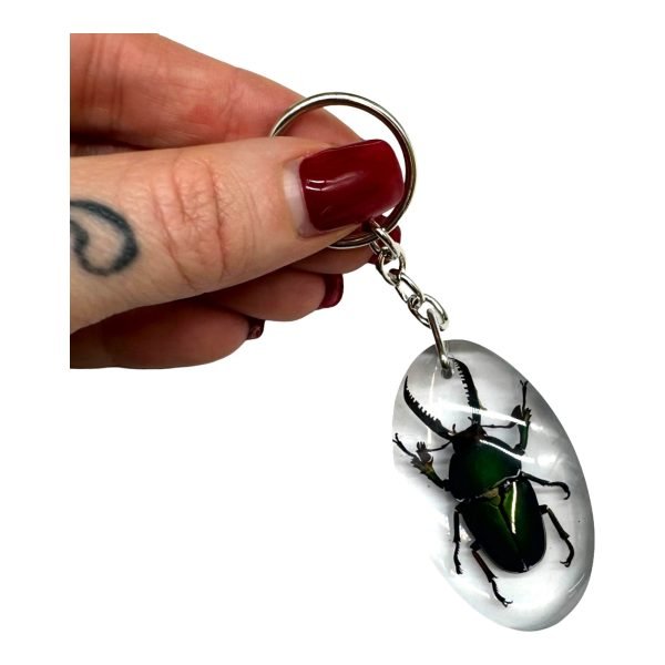 Saw Tooth Green Stag Beetle Resin Keyring (Lamprima adolphinae) - TaxidermyArtistry