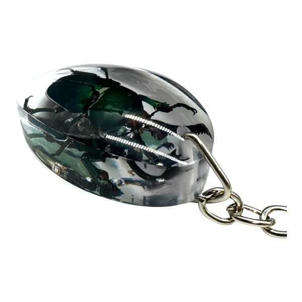 Saw Tooth Green Stag Beetle Resin Keyring (Lamprima adolphinae) - TaxidermyArtistry
