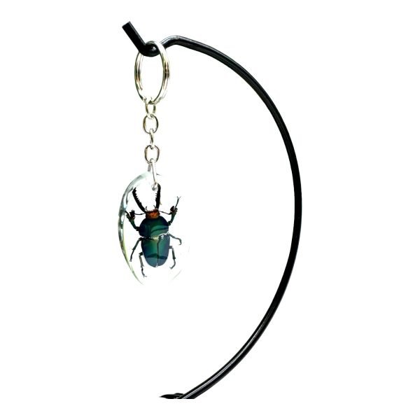 Saw Tooth Green Stag Beetle Resin Keyring (Lamprima adolphinae) - TaxidermyArtistry