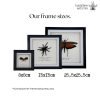 Thailand Big Black Tarantula Spider Frame (Cyriopagus minax) - TaxidermyArtistry Thailand Big Black Tarantula Spider Frame (Cyriopagus minax) - TaxidermyArtistry