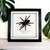 Thailand Big Black Tarantula Spider Frame (Cyriopagus minax) - TaxidermyArtistry Thailand Big Black Tarantula Spider Frame (Cyriopagus minax) - TaxidermyArtistry