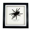 Thailand Big Black Tarantula Spider Frame (Cyriopagus minax) - TaxidermyArtistry Thailand Big Black Tarantula Spider Frame (Cyriopagus minax) - TaxidermyArtistry
