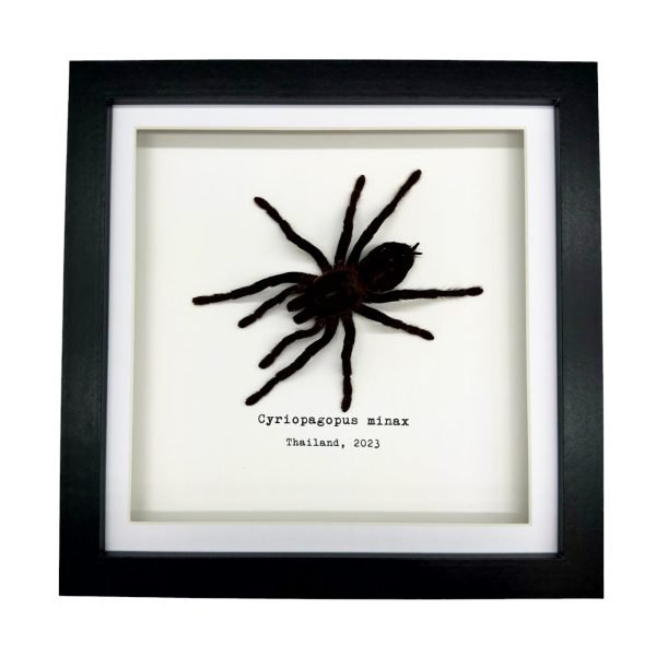 Thailand Big Black Tarantula Spider Frame (Cyriopagus minax) - TaxidermyArtistry Thailand Big Black Tarantula Spider Frame (Cyriopagus minax) - TaxidermyArtistry
