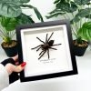 Thailand Big Black Tarantula Spider Frame (Cyriopagus minax) - TaxidermyArtistry Thailand Big Black Tarantula Spider Frame (Cyriopagus minax) - TaxidermyArtistry