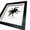 Thailand Big Black Tarantula Spider Frame (Cyriopagus minax) - TaxidermyArtistry Thailand Big Black Tarantula Spider Frame (Cyriopagus minax) - TaxidermyArtistry