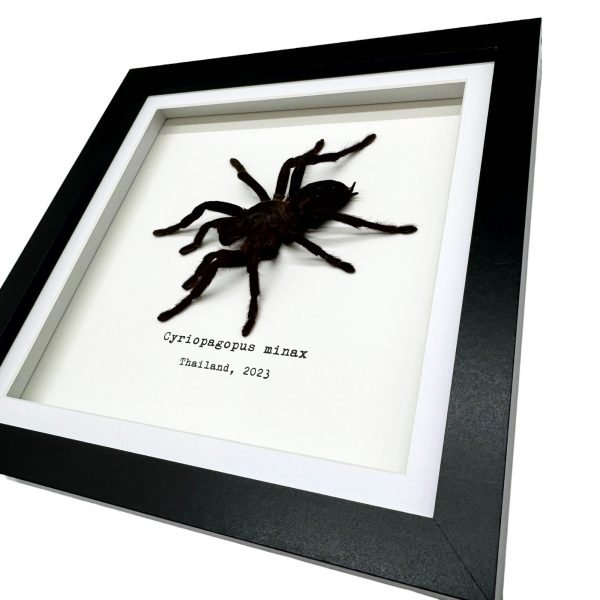 Thailand Big Black Tarantula Spider Frame (Cyriopagus minax) - TaxidermyArtistry Thailand Big Black Tarantula Spider Frame (Cyriopagus minax) - TaxidermyArtistry