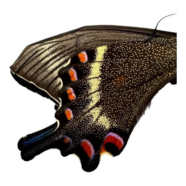 The Alpine Black Swallowtail Butterfly (Papilio maackii) - TaxidermyArtistry The Alpine Black Swallowtail Butterfly (Papilio maackii) - TaxidermyArtistry