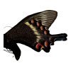 The Alpine Black Swallowtail Butterfly (Papilio maackii) - TaxidermyArtistry The Alpine Black Swallowtail Butterfly (Papilio maackii) - TaxidermyArtistry