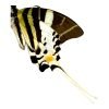 The Giant Swordtail Butterfly (Graphium androcles) - TaxidermyArtistry