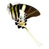 The Giant Swordtail Butterfly (Graphium androcles) - TaxidermyArtistry