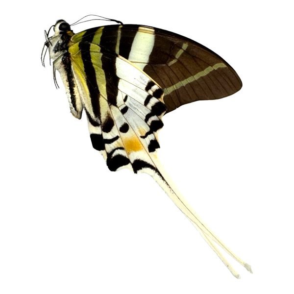 The Giant Swordtail Butterfly (Graphium androcles) - TaxidermyArtistry