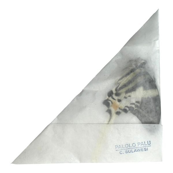 The Giant Swordtail Butterfly (Graphium androcles) - TaxidermyArtistry