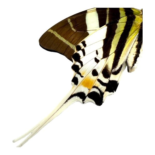 The Giant Swordtail Butterfly (Graphium androcles) - TaxidermyArtistry