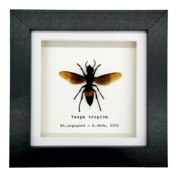 The Greater Banded Tiger Hornet Frame (Vespa tropica) - TaxidermyArtistry The Greater Banded Tiger Hornet Frame (Vespa tropica) - TaxidermyArtistry