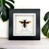 The Greater Banded Tiger Hornet Frame (Vespa tropica) - TaxidermyArtistry The Greater Banded Tiger Hornet Frame (Vespa tropica) - TaxidermyArtistry