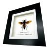 The Greater Banded Tiger Hornet Frame (Vespa tropica) - TaxidermyArtistry The Greater Banded Tiger Hornet Frame (Vespa tropica) - TaxidermyArtistry