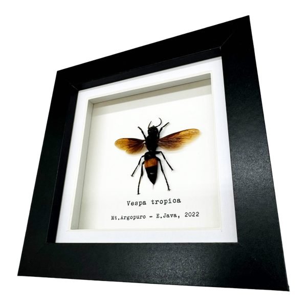 The Greater Banded Tiger Hornet Frame (Vespa tropica) - TaxidermyArtistry The Greater Banded Tiger Hornet Frame (Vespa tropica) - TaxidermyArtistry