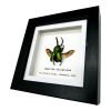 The Saw Tooth Green Stag Beetle Frame (Lamprima adolphinae) - TaxidermyArtistry The Saw Tooth Green Stag Beetle Frame (Lamprima adolphinae) - TaxidermyArtistry