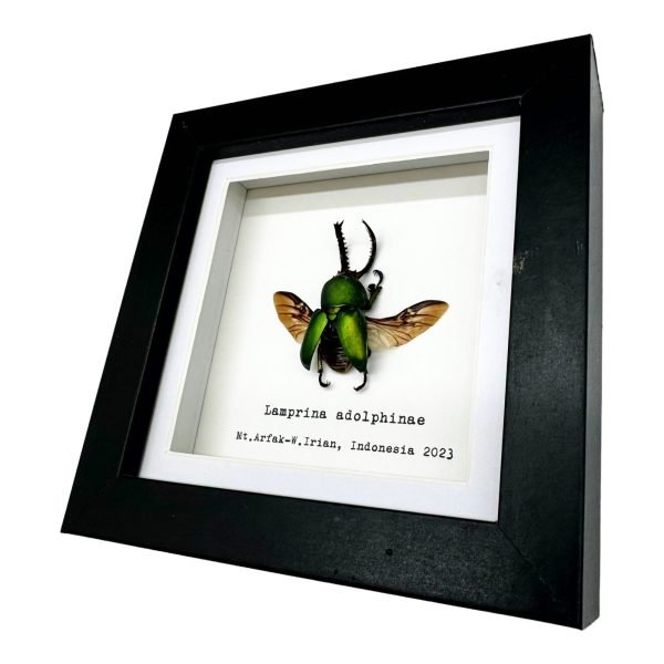 The Saw Tooth Green Stag Beetle Frame (Lamprima adolphinae) - TaxidermyArtistry The Saw Tooth Green Stag Beetle Frame (Lamprima adolphinae) - TaxidermyArtistry
