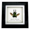 The Saw Tooth Green Stag Beetle Frame (Lamprima adolphinae) - TaxidermyArtistry The Saw Tooth Green Stag Beetle Frame (Lamprima adolphinae) - TaxidermyArtistry