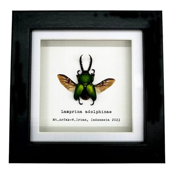 The Saw Tooth Green Stag Beetle Frame (Lamprima adolphinae) - TaxidermyArtistry The Saw Tooth Green Stag Beetle Frame (Lamprima adolphinae) - TaxidermyArtistry