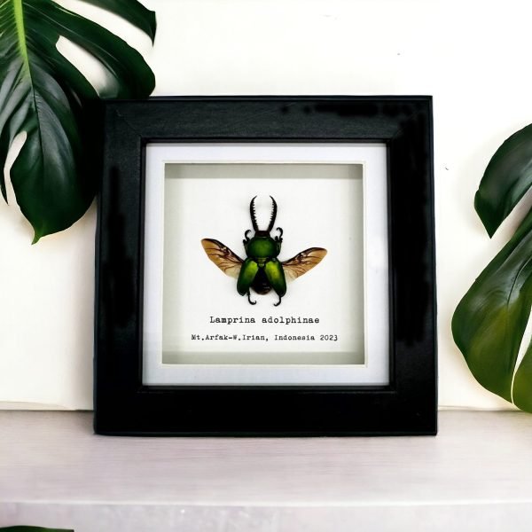 The Saw Tooth Green Stag Beetle Frame (Lamprima adolphinae) - TaxidermyArtistry The Saw Tooth Green Stag Beetle Frame (Lamprima adolphinae) - TaxidermyArtistry