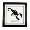 Vietnam Forest Scorpion Frame (Heterometrus laoticus) - TaxidermyArtistry