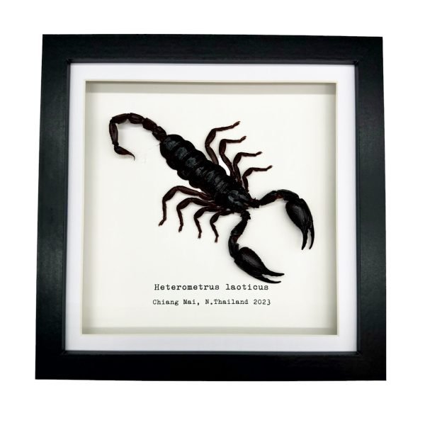 Vietnam Forest Scorpion Frame (Heterometrus laoticus) - TaxidermyArtistry