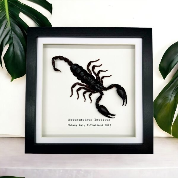 Vietnam Forest Scorpion Frame (Heterometrus laoticus) - TaxidermyArtistry