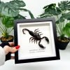 Vietnam Forest Scorpion Frame (Heterometrus laoticus) - TaxidermyArtistry