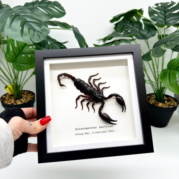 Vietnam Forest Scorpion Frame (Heterometrus laoticus) - TaxidermyArtistry
