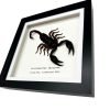 Vietnam Forest Scorpion Frame (Heterometrus laoticus) - TaxidermyArtistry