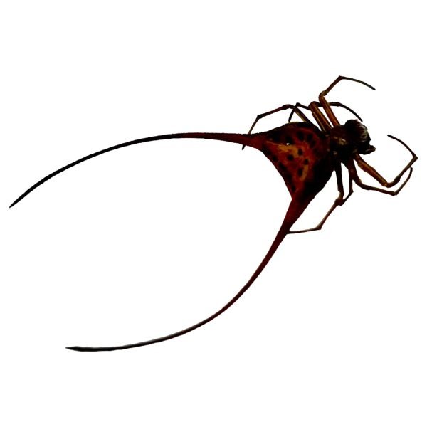 Curved Shiny Orb Weaver Spider (Macracantha arcuata) - TaxidermyArtistry Curved Shiny Orb Weaver Spider (Macracantha arcuata) - TaxidermyArtistry