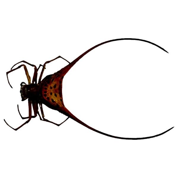 Curved Shiny Orb Weaver Spider (Macracantha arcuata) - TaxidermyArtistry Curved Shiny Orb Weaver Spider (Macracantha arcuata) - TaxidermyArtistry
