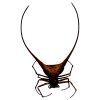 Curved Shiny Orb Weaver Spider (Macracantha arcuata) - TaxidermyArtistry Curved Shiny Orb Weaver Spider (Macracantha arcuata) - TaxidermyArtistry