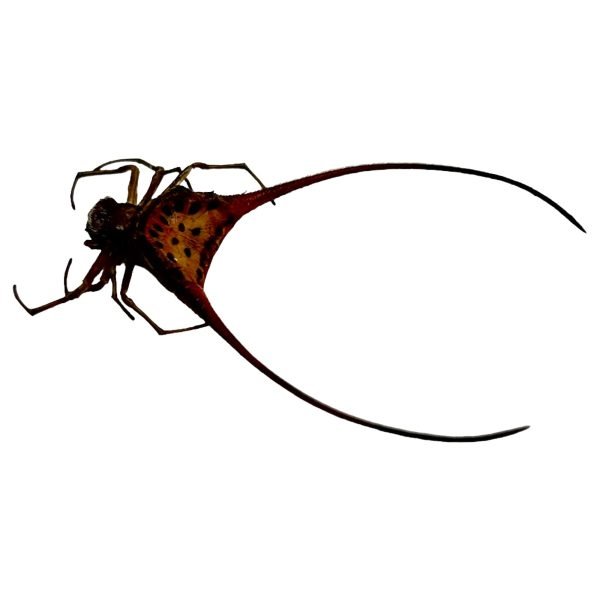 Curved Shiny Orb Weaver Spider (Macracantha arcuata) - TaxidermyArtistry Curved Shiny Orb Weaver Spider (Macracantha arcuata) - TaxidermyArtistry