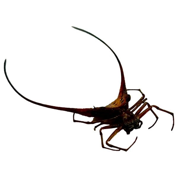 Curved Shiny Orb Weaver Spider (Macracantha arcuata) - TaxidermyArtistry Curved Shiny Orb Weaver Spider (Macracantha arcuata) - TaxidermyArtistry