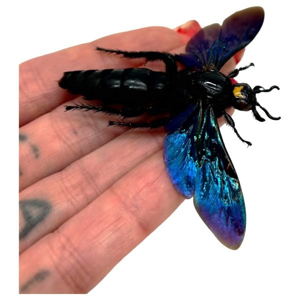 Giant Iridescent Hornet Male (Megascolia velutina duclais) - TaxidermyArtistry Giant Iridescent Hornet Male (Megascolia velutina duclais) - TaxidermyArtistry