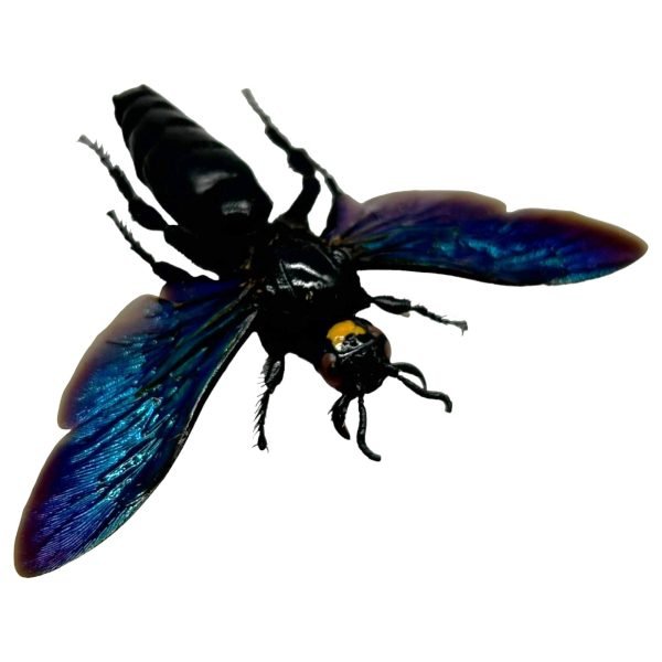 Giant Iridescent Hornet Male (Megascolia velutina duclais) - TaxidermyArtistry Giant Iridescent Hornet Male (Megascolia velutina duclais) - TaxidermyArtistry
