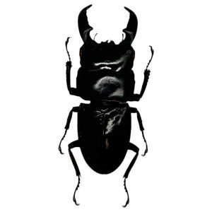 Stag Beetle (Dorcus titanus nobuyukii) - TaxidermyArtistry