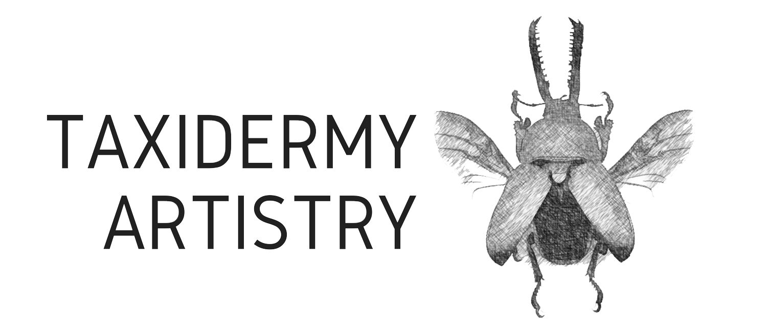 TaxidermyArtistry – Where Curirosities Lay, Oddities and more
