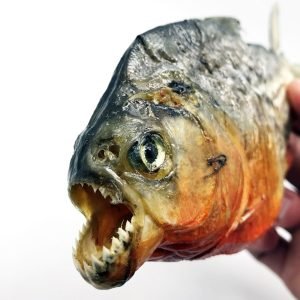 Piranhas, starfish & more