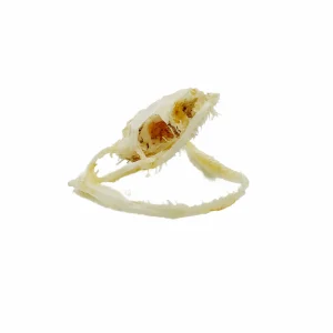 chinese-rat-snake-skull-ptyas-korros-429455_1080x