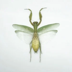 (Pseudochalcothea planiuscula) (PAIR) Scarab Beetles Insect