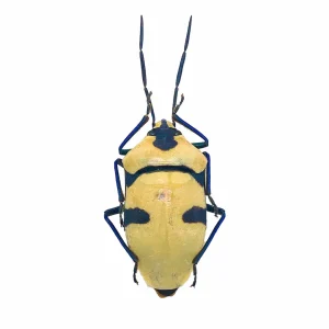 (Pseudochalcothea planiuscula) (PAIR) Scarab Beetles Insect