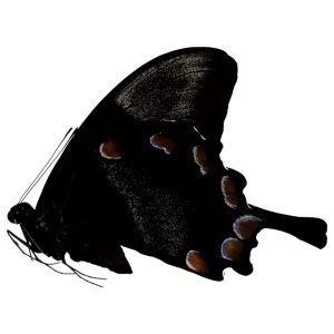 The Mountain Blue Swallowtail Butterfly (Papilio ulysses)